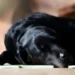 Senior mixed‑breed Labrador lying on a couch, pale gums visible, looking tired and slightly bruised on the belly