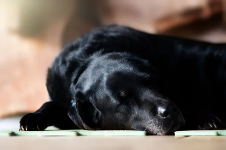 DIC (Disseminated Intravascular Coagulation) In Dogs