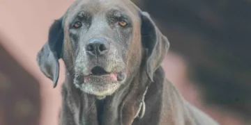 Senior Labrador Retriever cautiously stepping up a low step, showing early hind‑leg weakness