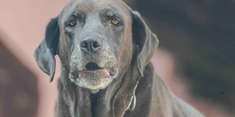 Senior Labrador Retriever cautiously stepping up a low step, showing early hind‑leg weakness