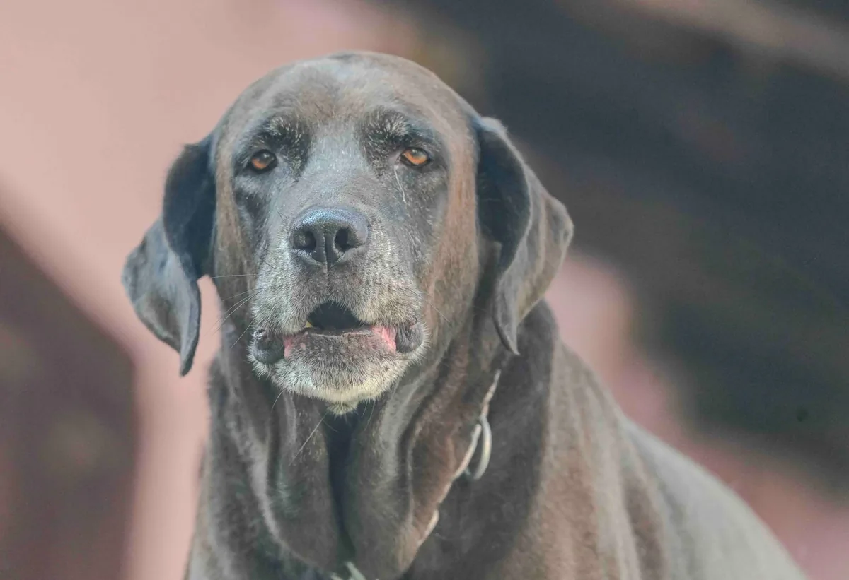 Senior Labrador Retriever cautiously stepping up a low step, showing early hind‑leg weakness