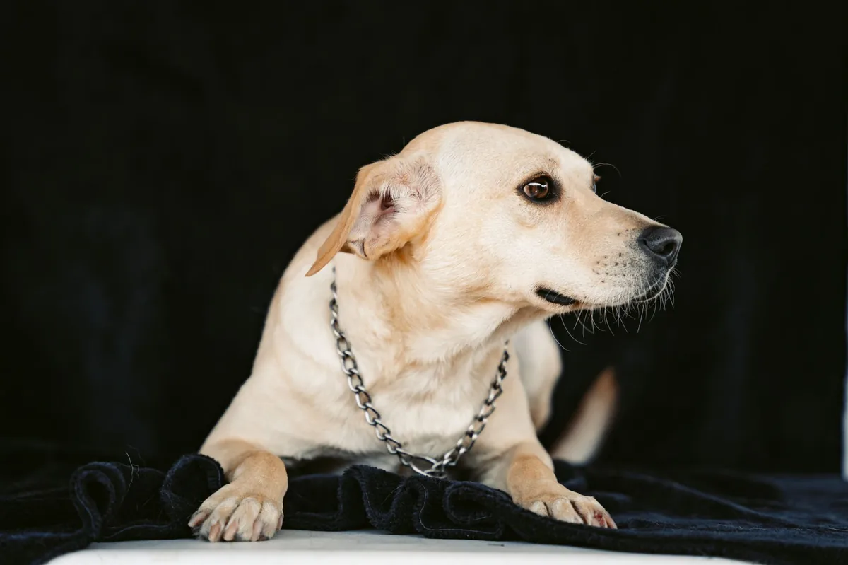 Senior mixed‑breed Labrador Retriever resting on a soft cushion, looking tired but content