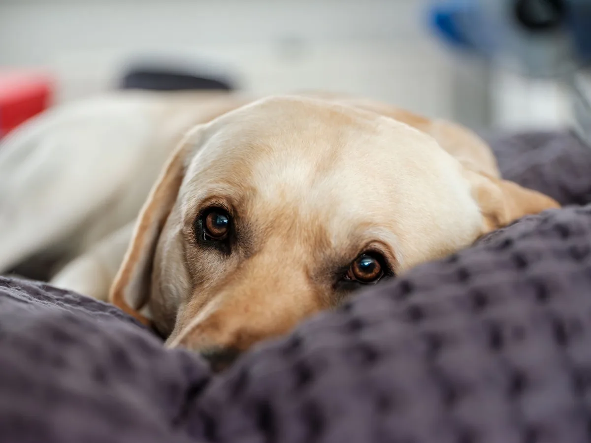 Senior Labrador Retriever resting on a soft bed, looking comfortable but tired