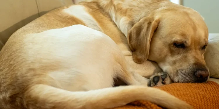 Senior mixed‑breed dog lying on a couch, eyes half‑closed, showing subtle lethargy