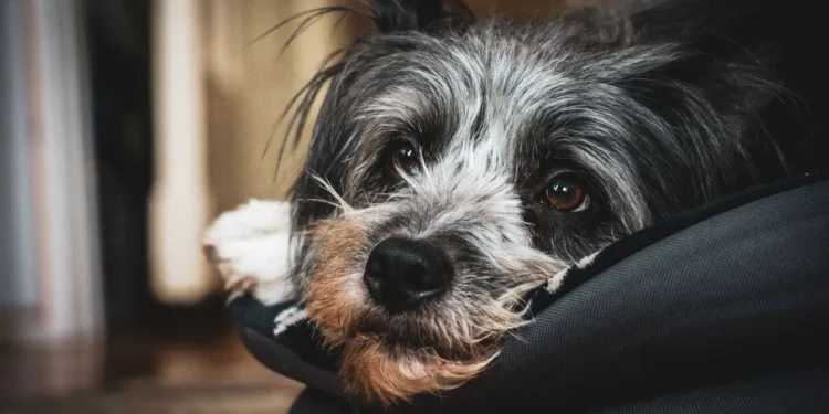 Senior mixed‑breed dog lying on a soft rug, looking tired with pale gums visible