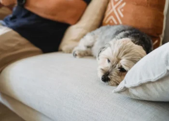 Older mixed‑breed dog resting on a couch, looking slightly lethargic with a concerned owner checking his gums