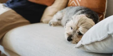 Older mixed‑breed dog resting on a couch, looking slightly lethargic with a concerned owner checking his gums