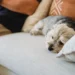 Older mixed‑breed dog resting on a couch, looking slightly lethargic with a concerned owner checking his gums