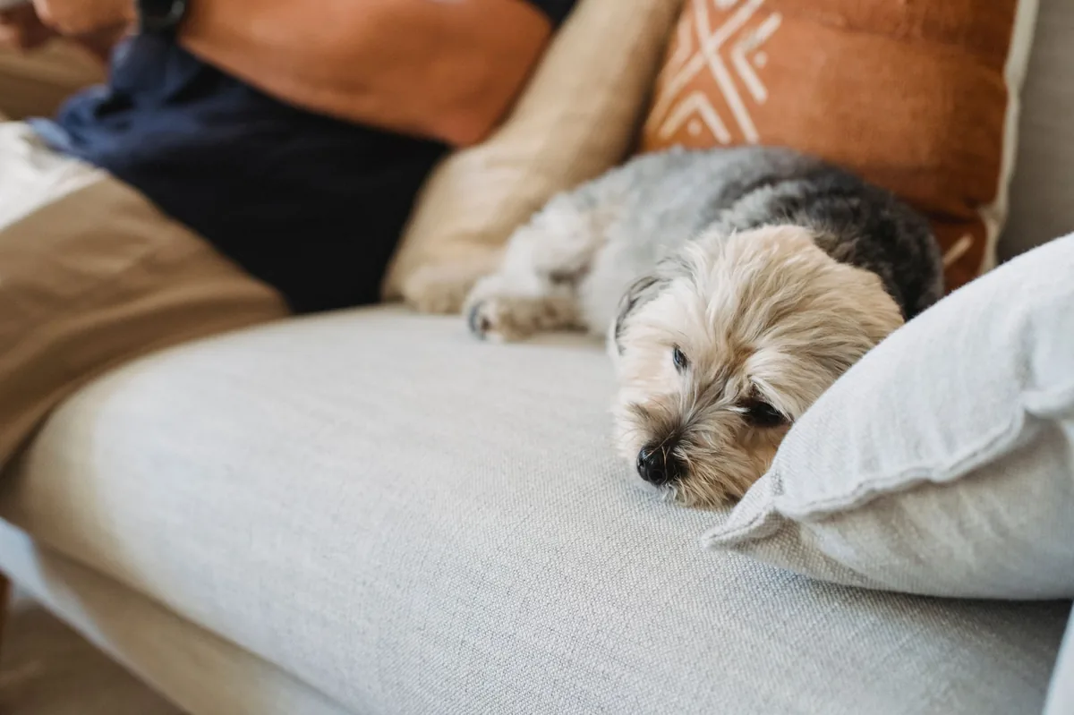 Older mixed‑breed dog resting on a couch, looking slightly lethargic with a concerned owner checking his gums