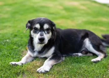 Senior mixed‑breed dog lying on a soft rug, belly slightly rounded, looking calm but tired