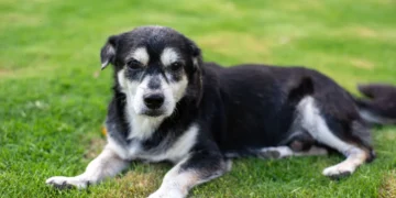 Senior mixed‑breed dog lying on a soft rug, belly slightly rounded, looking calm but tired