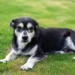 Senior mixed‑breed dog lying on a soft rug, belly slightly rounded, looking calm but tired