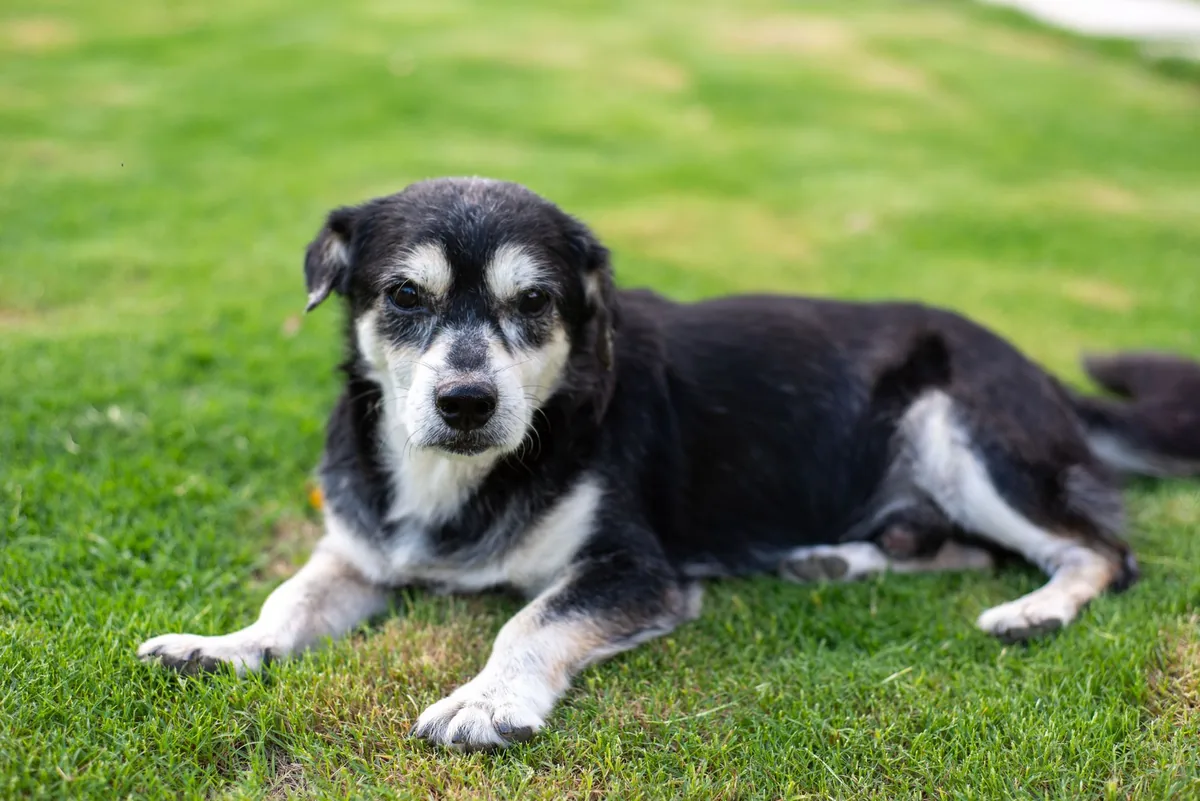 Senior mixed‑breed dog lying on a soft rug, belly slightly rounded, looking calm but tired