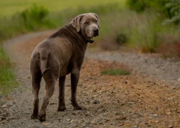 Senior mixed‑breed Labrador Retriever drinking water, looking curious but slightly uneasy