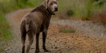 Senior mixed‑breed Labrador Retriever drinking water, looking curious but slightly uneasy