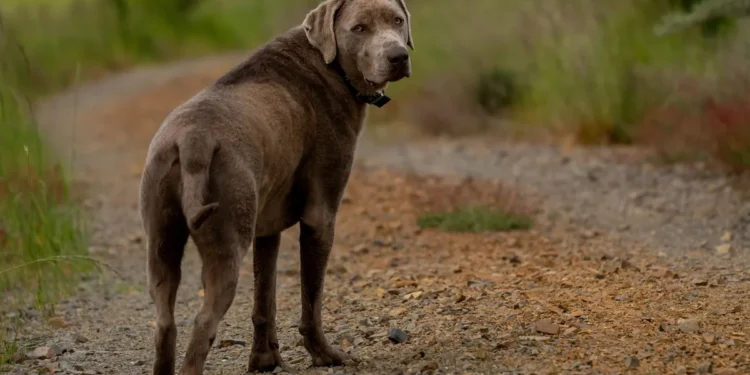 Senior mixed‑breed Labrador Retriever drinking water, looking curious but slightly uneasy