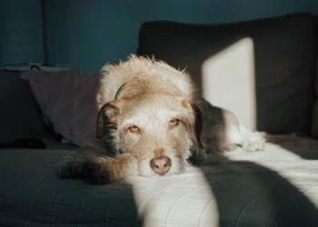 Senior mixed‑breed dog lying on a couch, looking lethargic and with pale gums visible