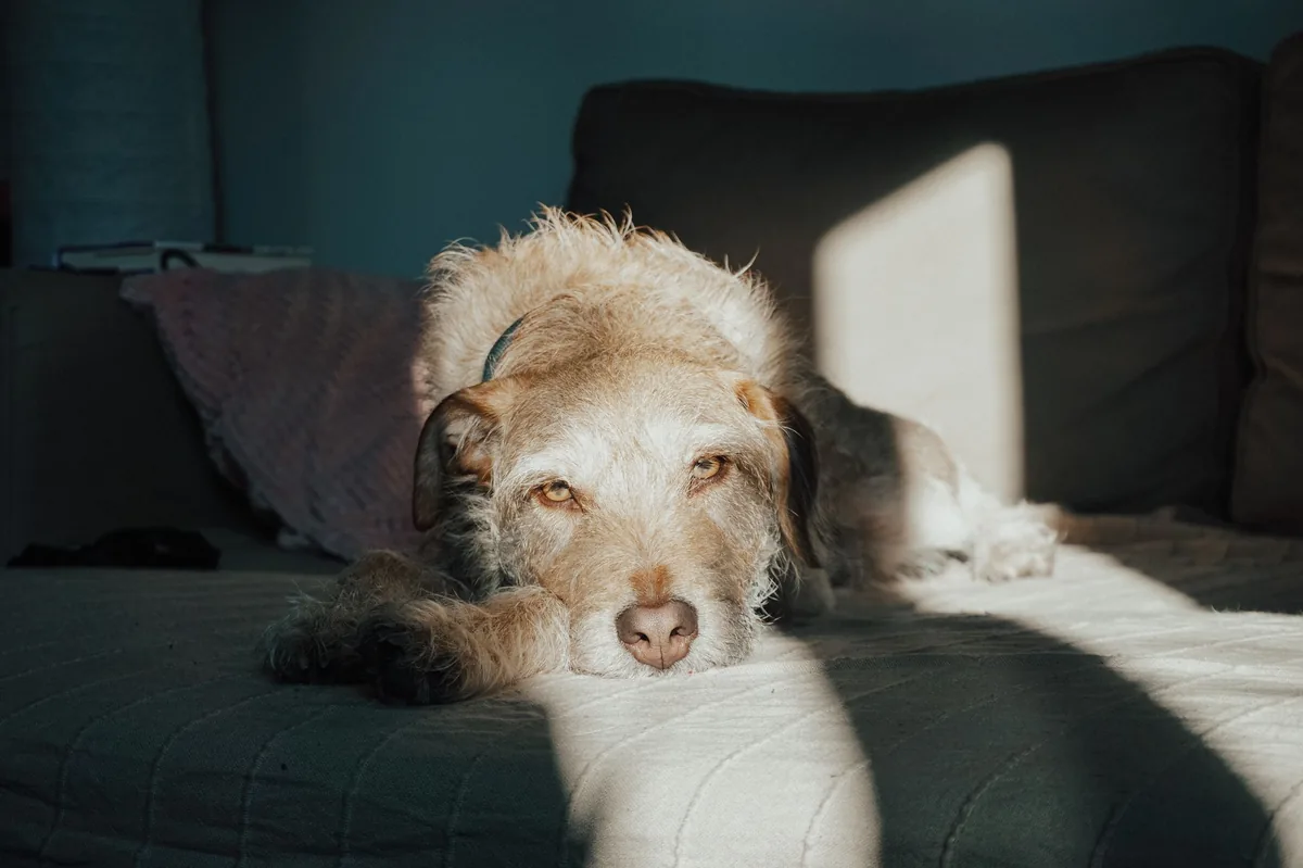 Senior mixed‑breed dog lying on a couch, looking lethargic and with pale gums visible