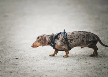 Puppy with short front legs and normal torso, standing on a grassy lawn, looking curious but slightly hesitant