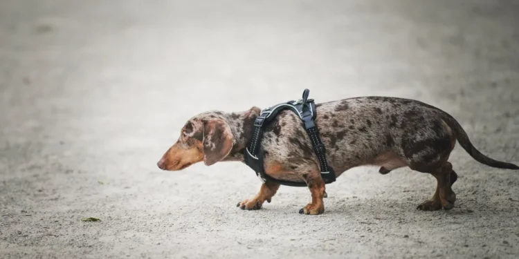 Puppy with short front legs and normal torso, standing on a grassy lawn, looking curious but slightly hesitant