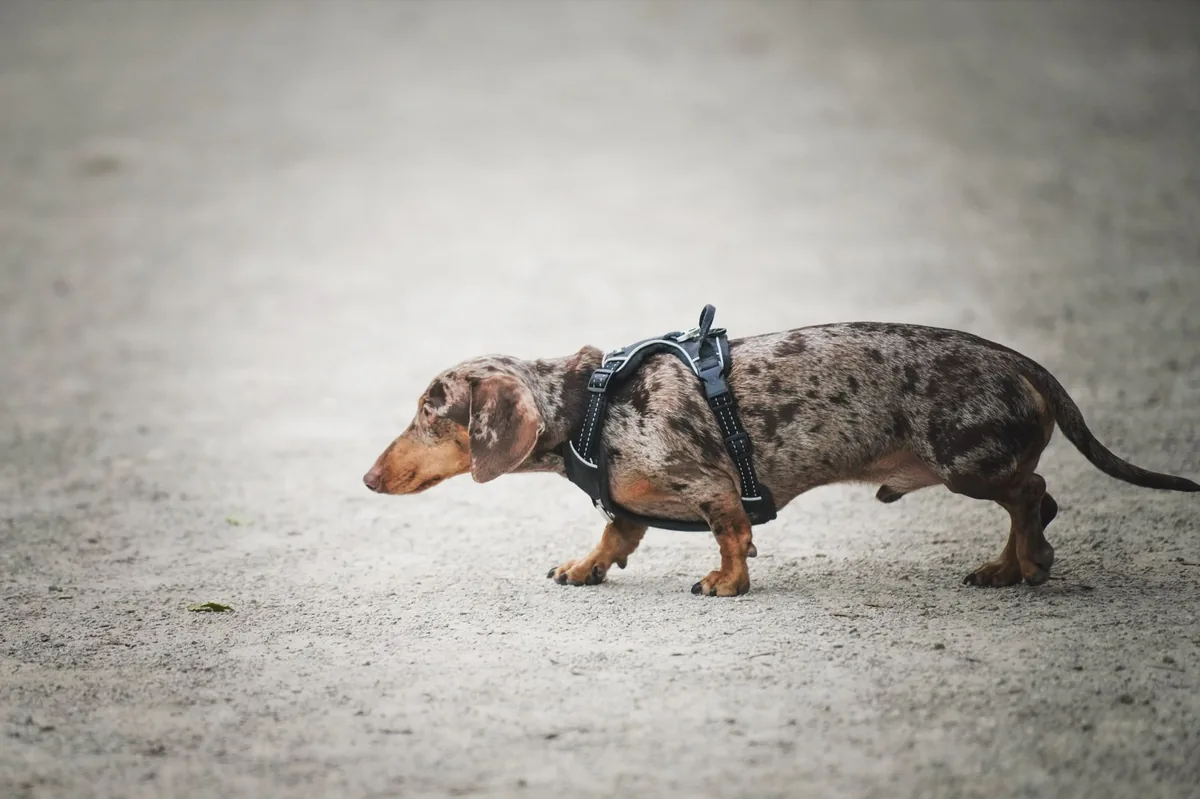 Puppy with short front legs and normal torso, standing on a grassy lawn, looking curious but slightly hesitant