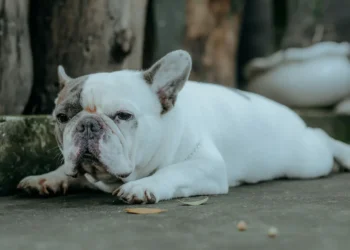 French Bulldog with mild snorting while lying on a rug, owner’s hand gently checking nostril opening