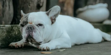 French Bulldog with mild snorting while lying on a rug, owner’s hand gently checking nostril opening
