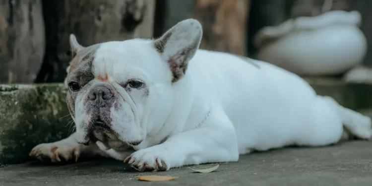 French Bulldog with mild snorting while lying on a rug, owner’s hand gently checking nostril opening
