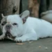 French Bulldog with mild snorting while lying on a rug, owner’s hand gently checking nostril opening