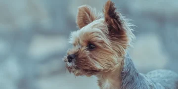 Small terrier dog sitting by a water bowl, looking curious but slightly uncomfortable