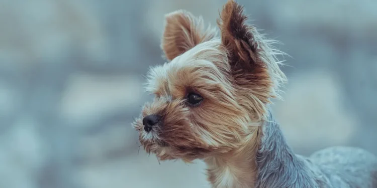 Small terrier dog sitting by a water bowl, looking curious but slightly uncomfortable