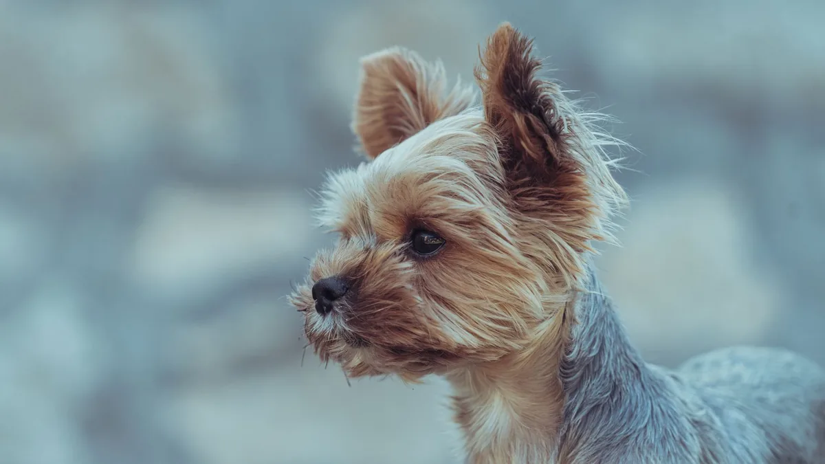 Small terrier dog sitting by a water bowl, looking curious but slightly uncomfortable