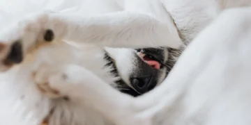 Small pink urethral prolapse visible at a female dog's vulva, highlighted against a soft bedding background