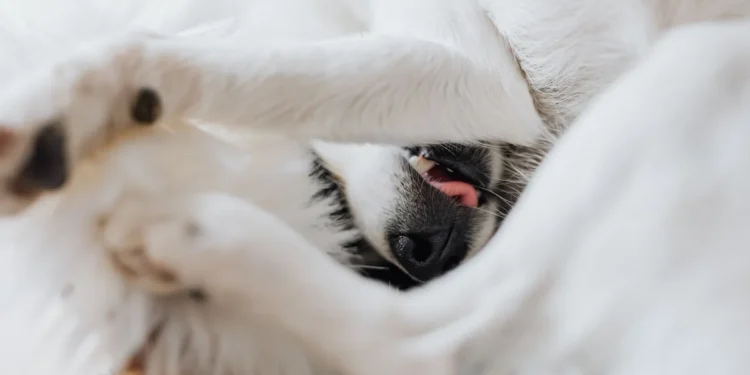 Small pink urethral prolapse visible at a female dog's vulva, highlighted against a soft bedding background