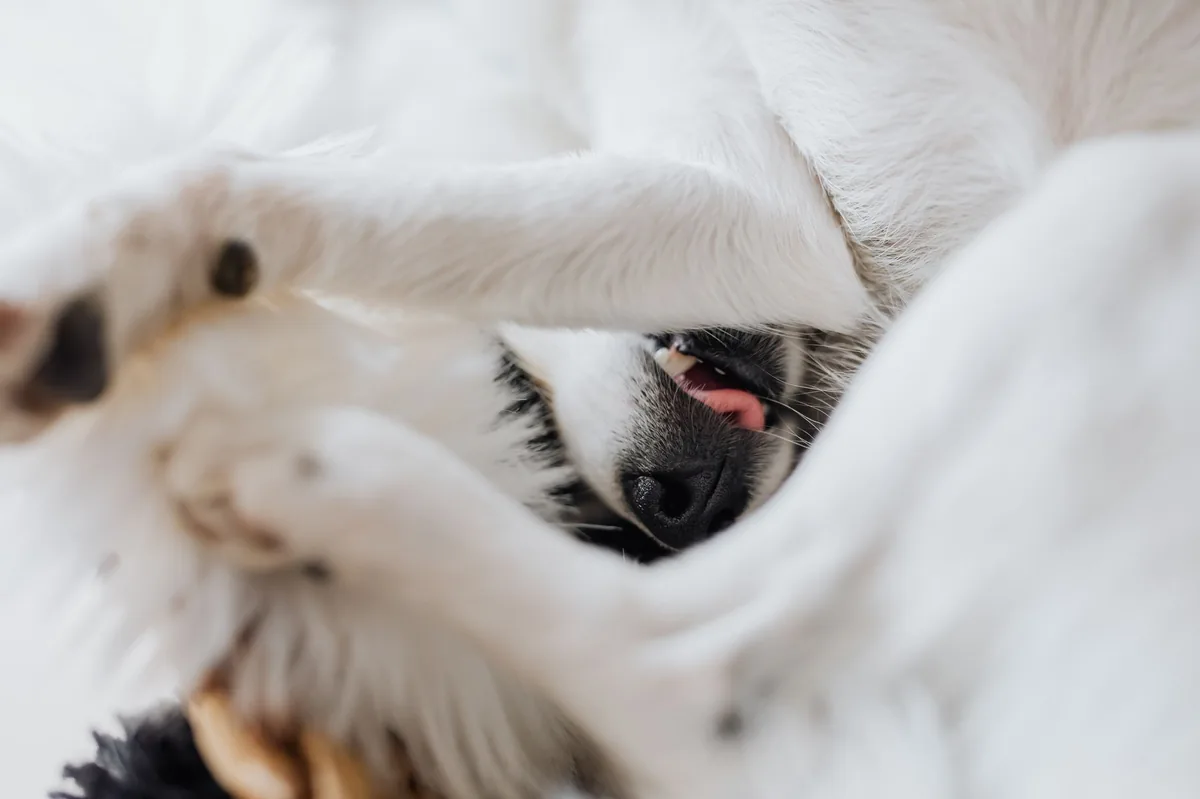 Small pink urethral prolapse visible at a female dog's vulva, highlighted against a soft bedding background