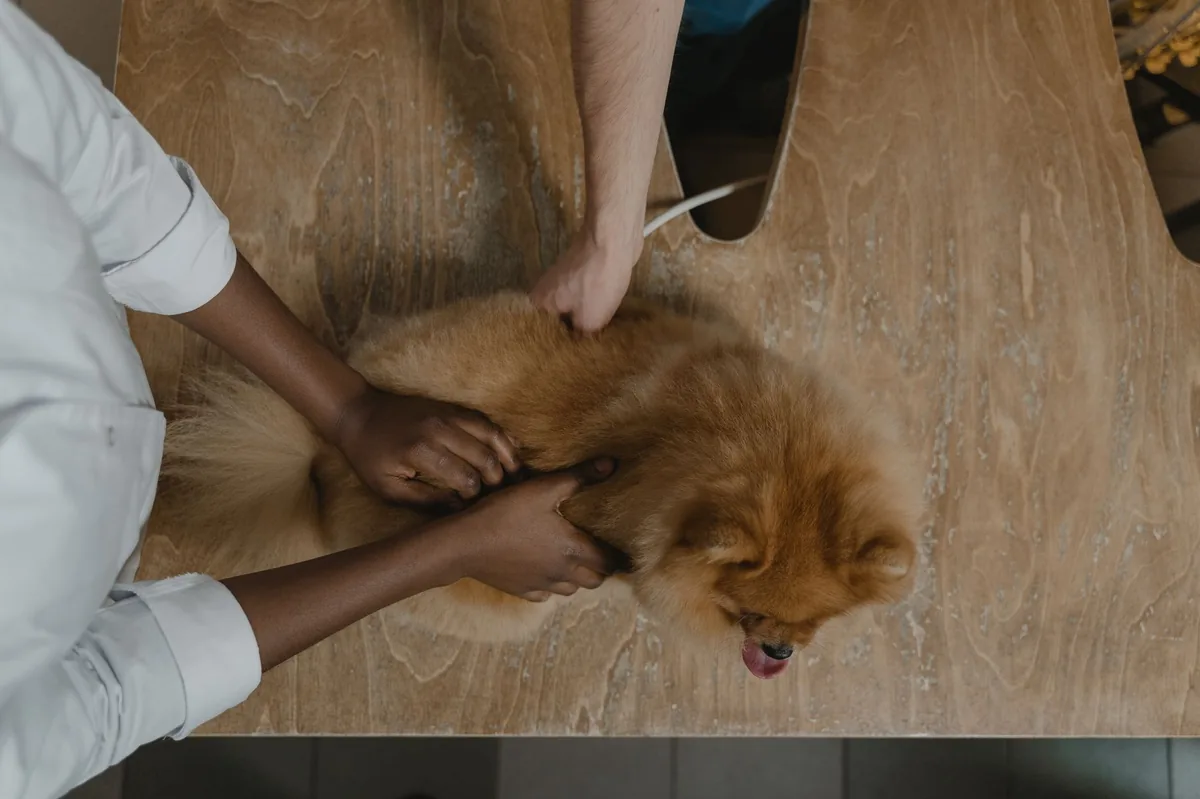 Veterinarian gently examining a dog's abdomen on an exam table, with a stethoscope and soft lighting