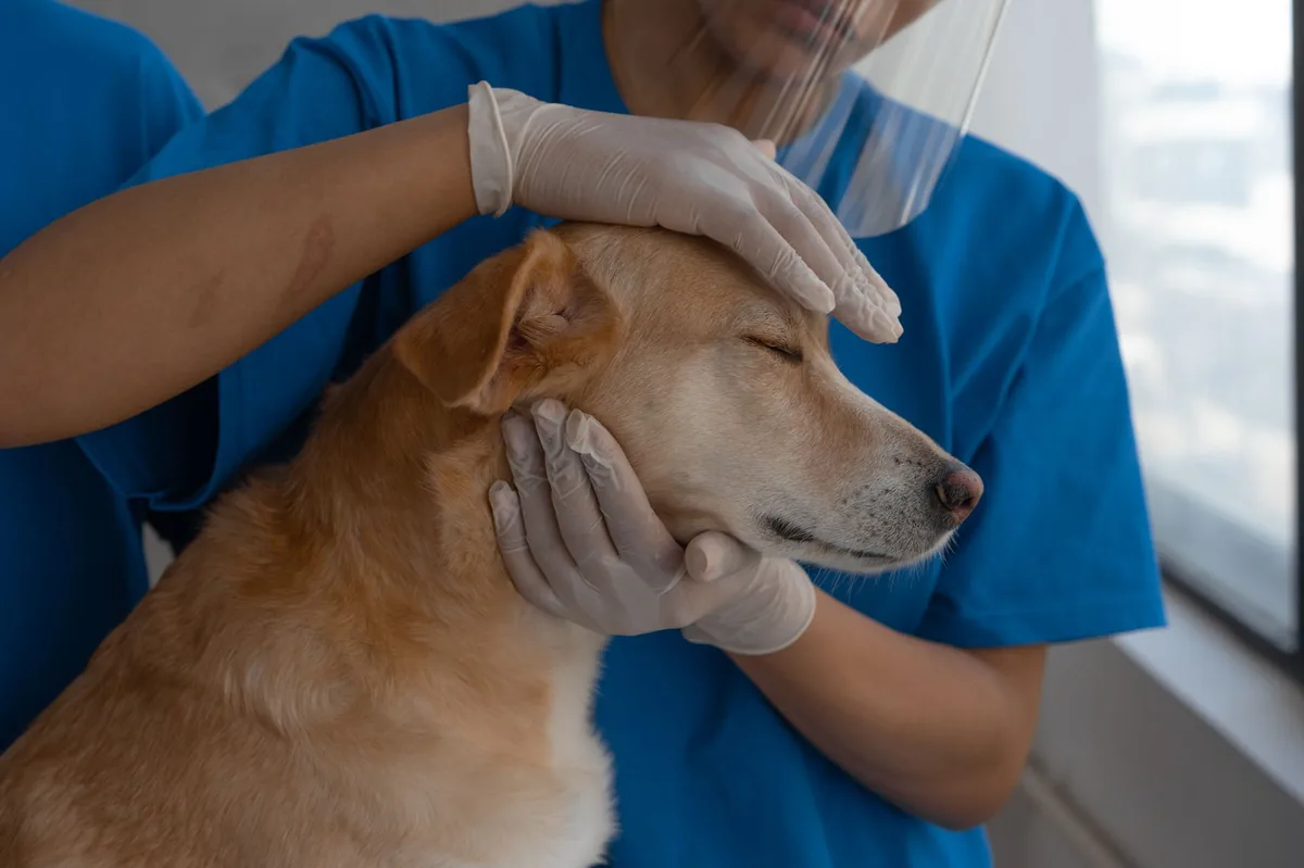 Veterinarian examining a dog's swollen hind leg on an exam table, with X‑ray images displayed in the background