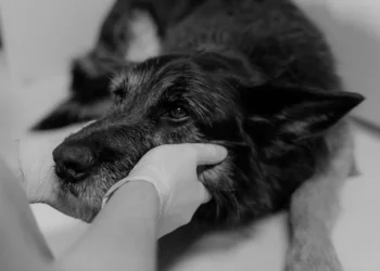 Veterinarian gently examining a dog's abdomen while the owner watches, focusing on the pancreas area