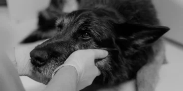 Veterinarian gently examining a dog's abdomen while the owner watches, focusing on the pancreas area