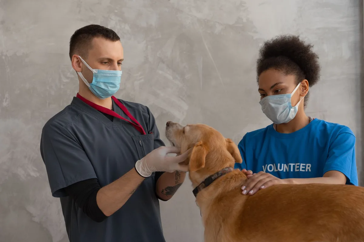 Veterinarian gently examining a small pink skin bump on a Labrador puppy’s paw using a stethoscope