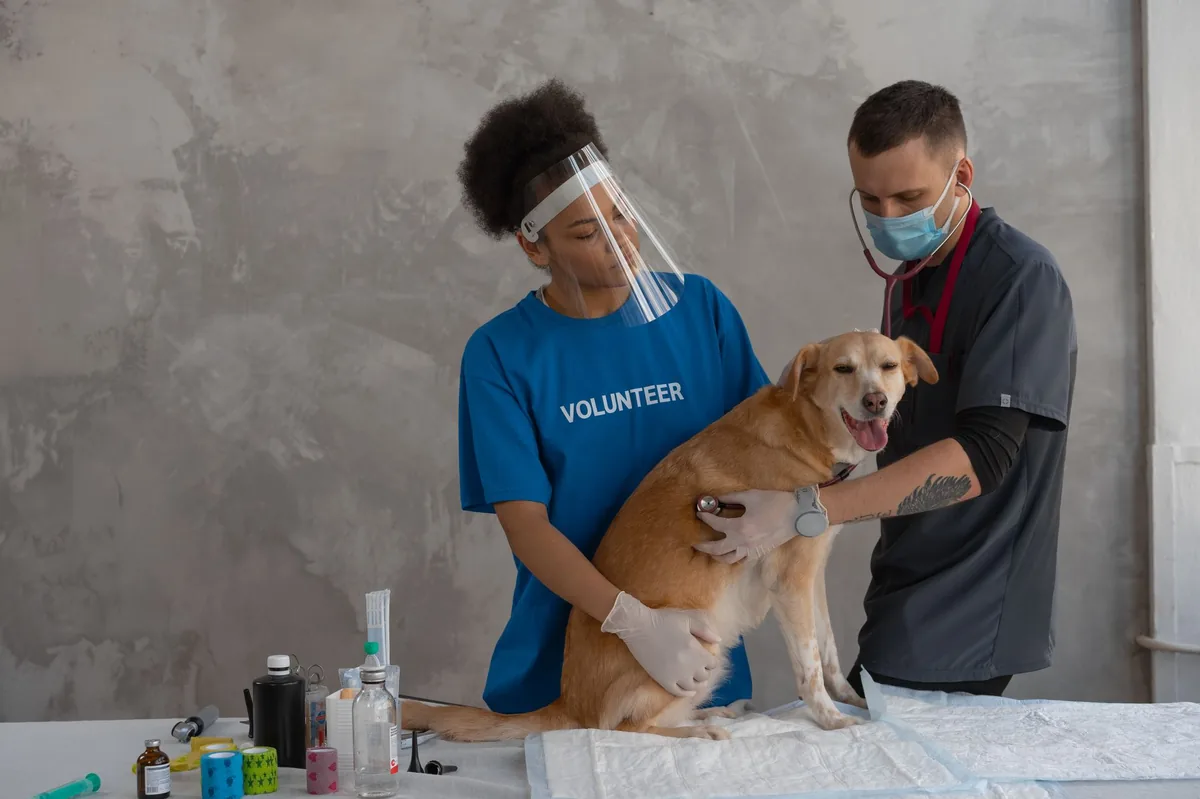 Veterinarian placing a nasal oxygen mask on a calm dog in a bright exam room