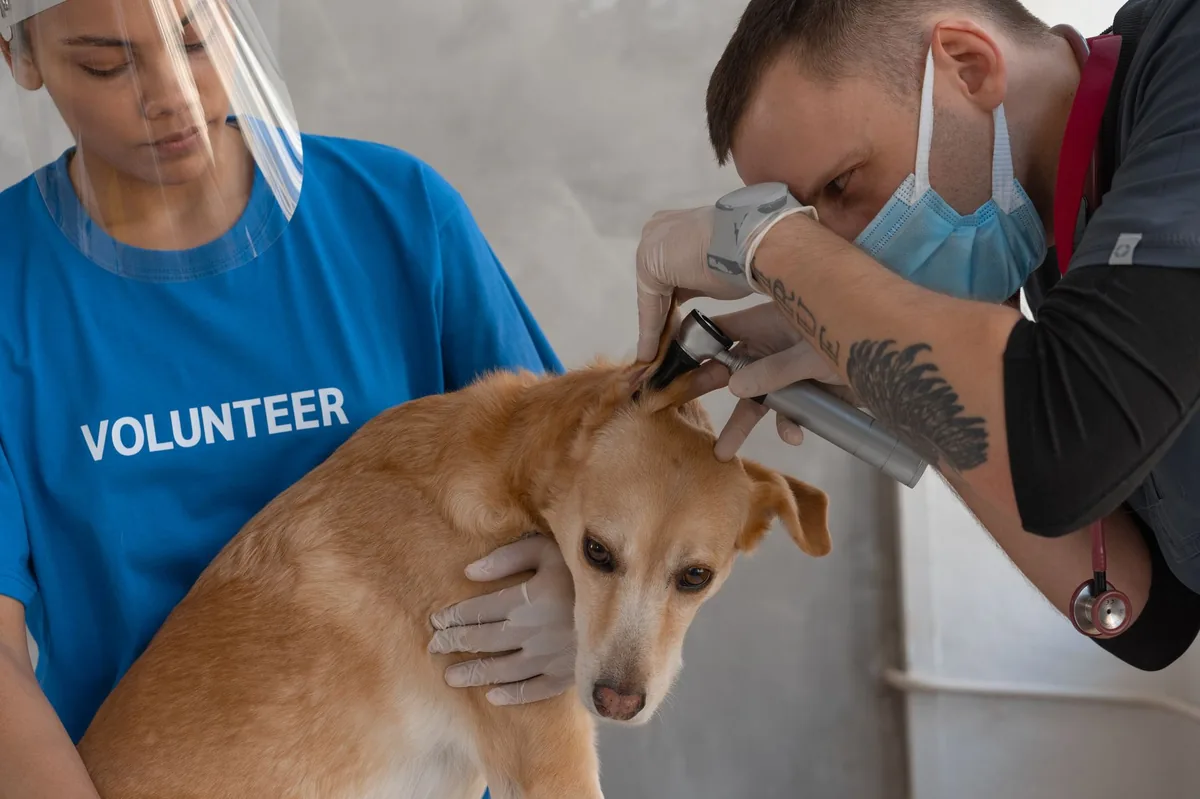 Close‑up of a dog's ear being gently cleaned with a cotton ball, showing a calm dog and a caring owner