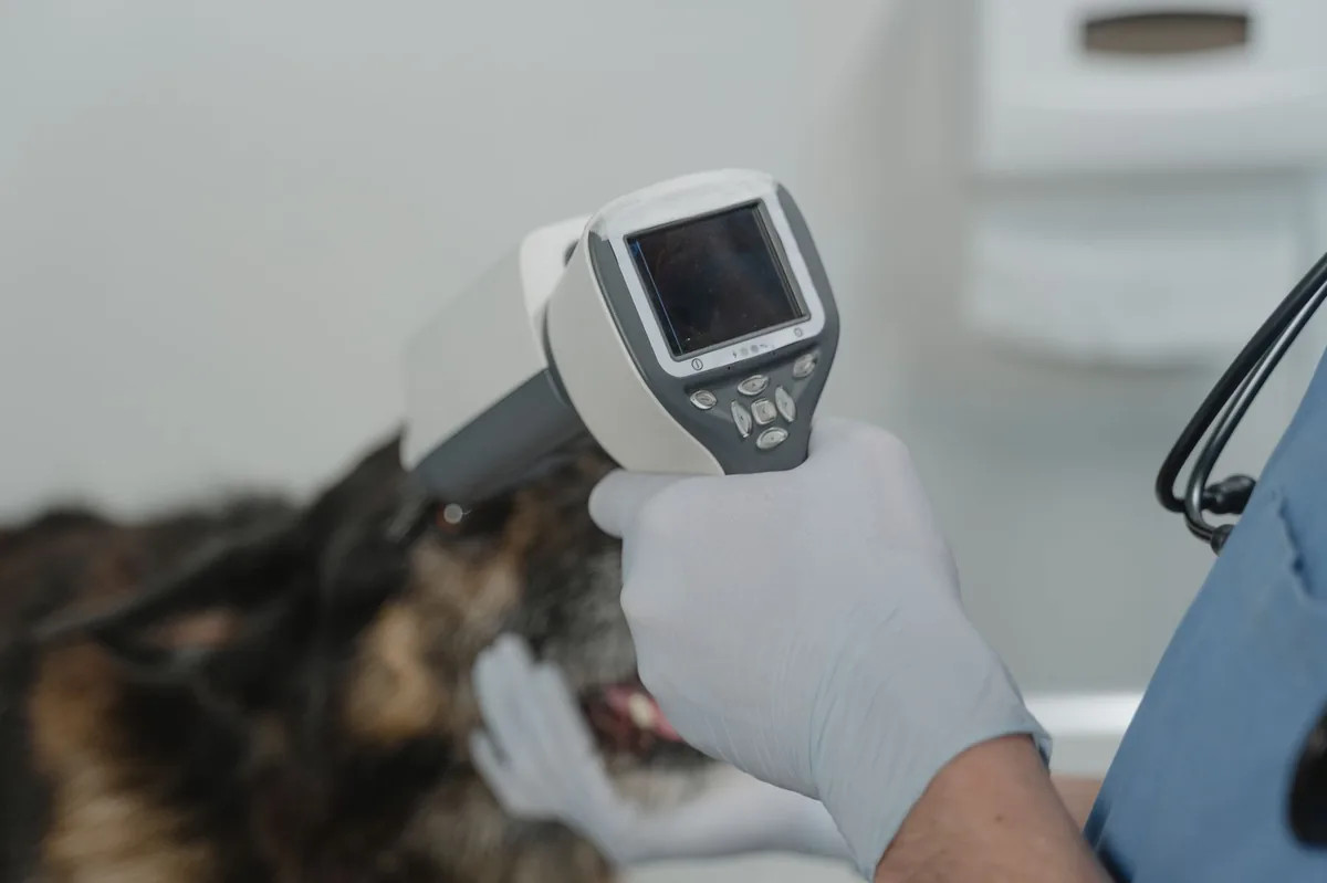 Veterinarian using a slit lamp to examine a dog's eye, close-up of the eyelid showing extra eyelashes