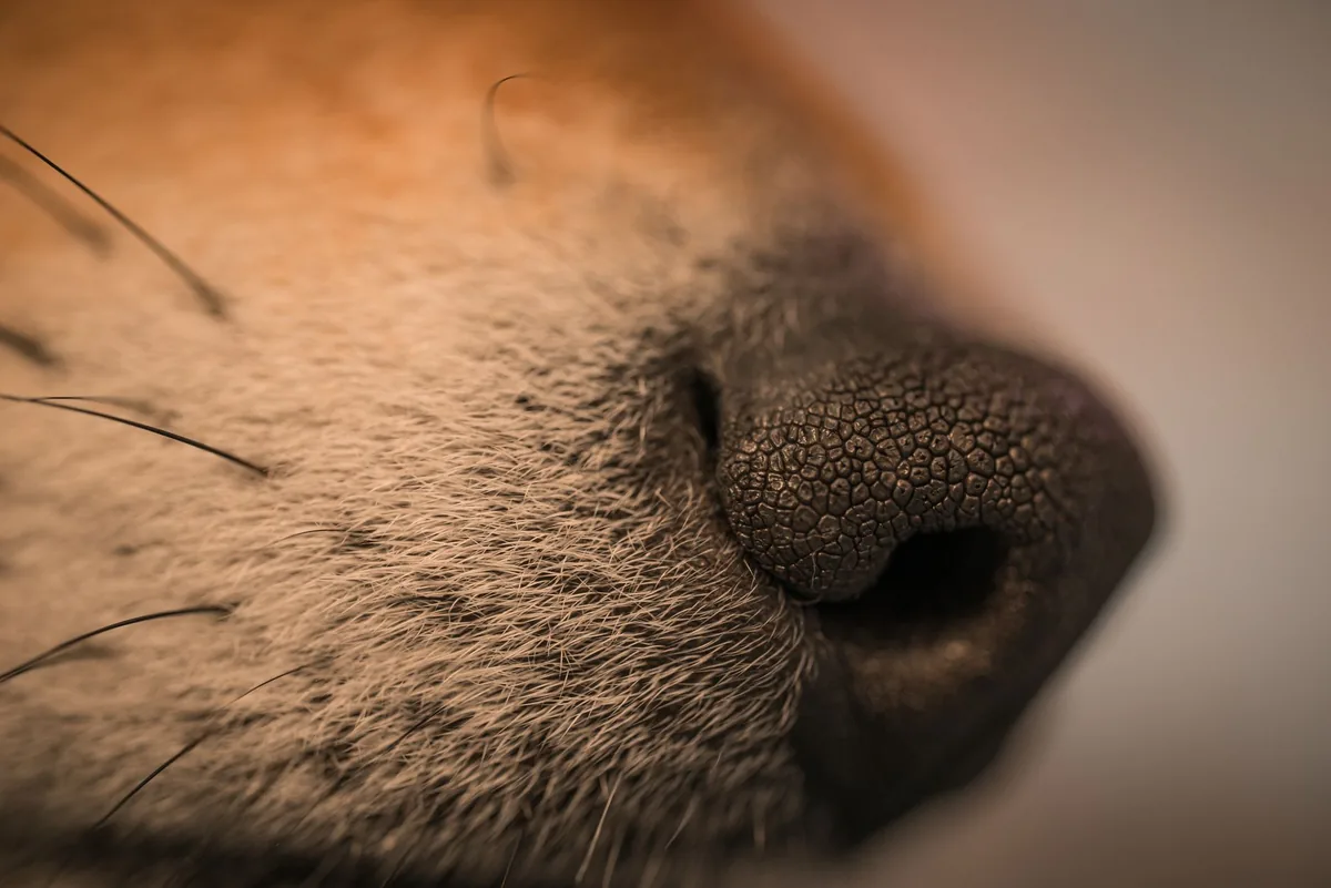 Veterinarian performing a laryngeal tie-back surgery on a senior dog under gentle anesthesia