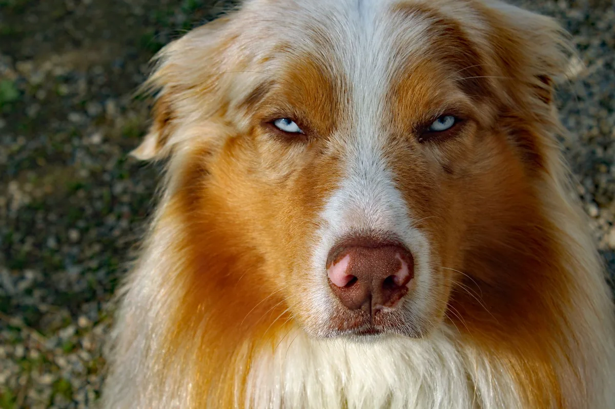 Close‑up of a dog's vulvar area showing a reddish, slightly ulcerated mass with mild discharge, soft indoor lighting