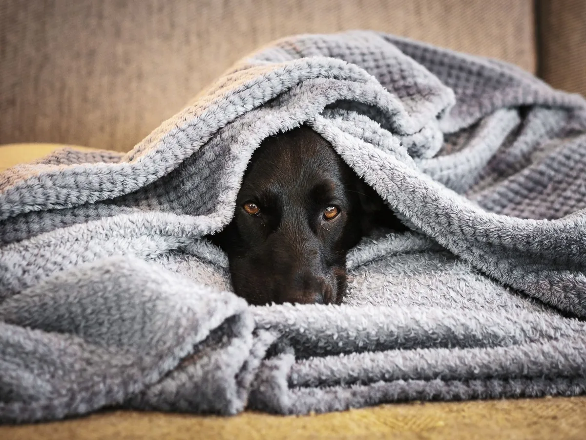 Close-up of a stainless steel bowl filled with warm chicken and rice, next to a fluffy blanket, illustrating a comforting meal for a recovering dog
