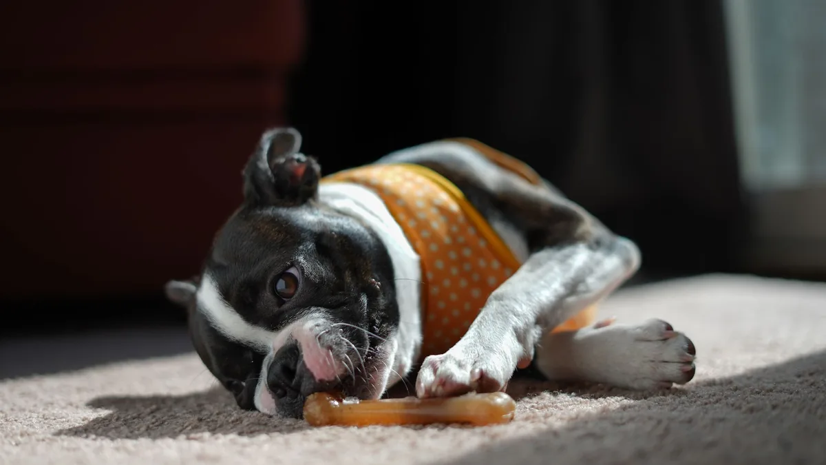 Small terrier chewing a dental chew, bright kitchen background, showing healthy teeth