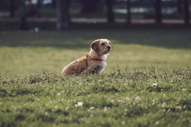 Zika Virus and Pets – What We Know and What We Don’t
