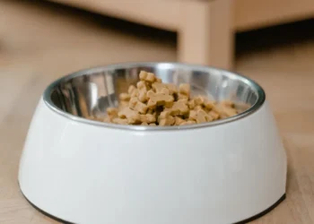 Owner measuring dry kibble into a bowl on a wooden kitchen counter, with a Smaland Hound sitting expectantly