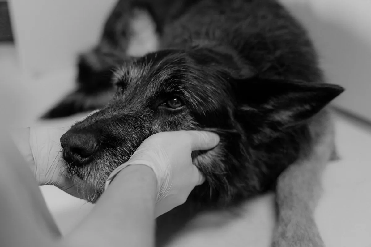 Immune-Mediated Thrombocytopenia (ITP) in Dogs